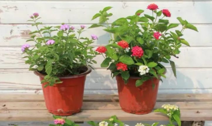 新浪最新消息,友情與家庭的溫馨日常時(shí)刻