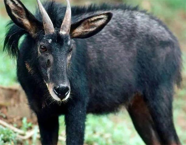 921212cc四不像鳳凰,定性解析明確評估_品味版40.226