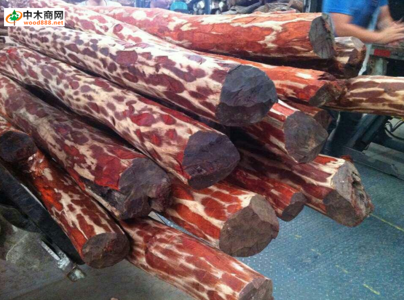 血檀原木最新價(jià)格動(dòng)態(tài),市場(chǎng)變遷中的學(xué)習(xí)精神與自信力量