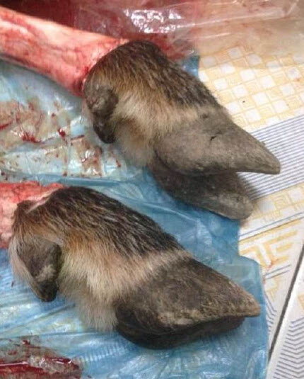 今晚四不像必中一肖圖3,精準解答方案詳解_高清晰度版8.257