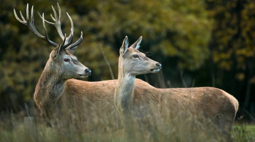 今晚四不像必中一肖圖3,精準解答方案詳解_高清晰度版8.257