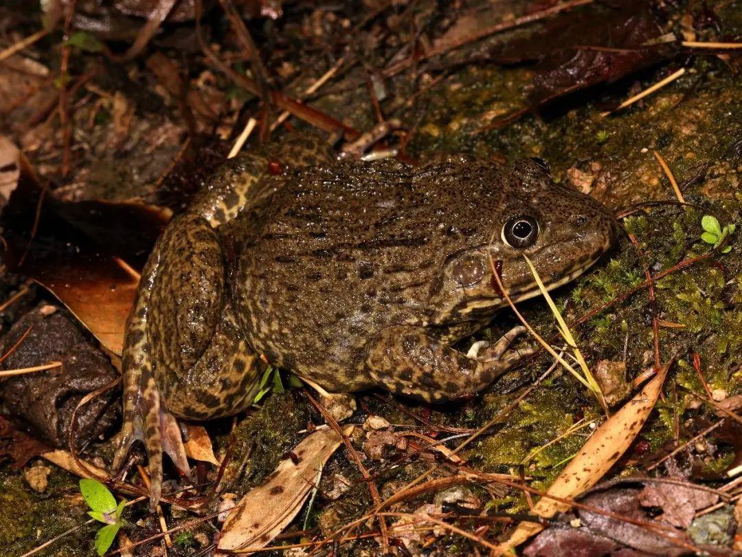 兩棲蛙蛙下載最新版,溫馨的蛙蛙奇遇之旅
