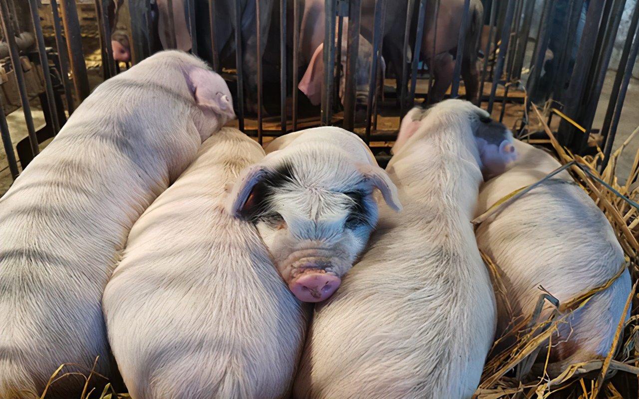 最新豬成欄技術推動畜牧業高效發展革新