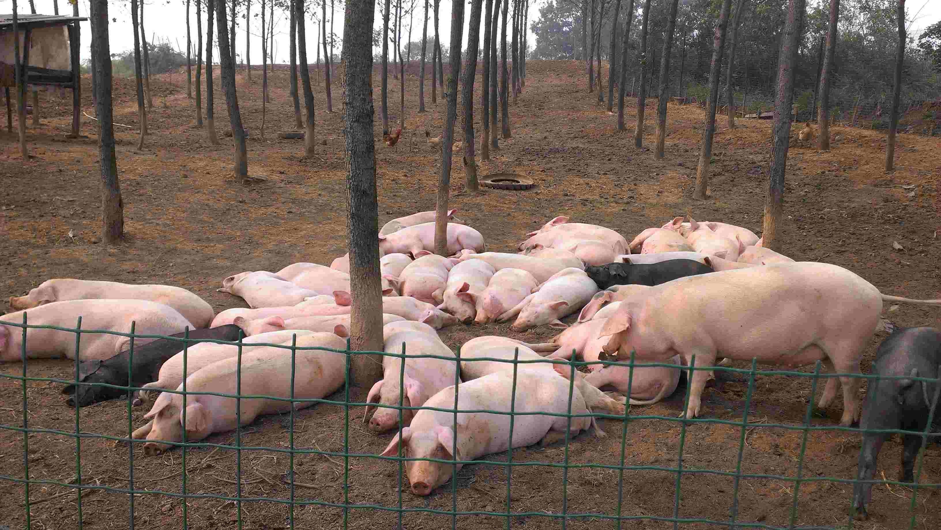 最新豬成欄技術推動畜牧業高效發展革新