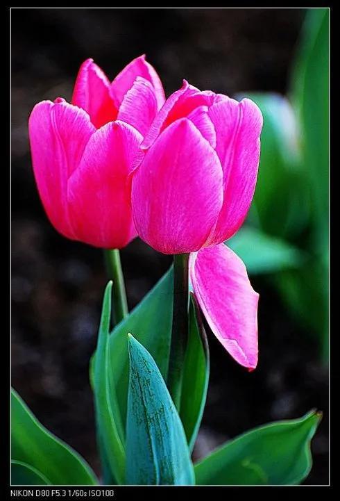 最新郁金香，小巷深處的芬芳馥郁之美