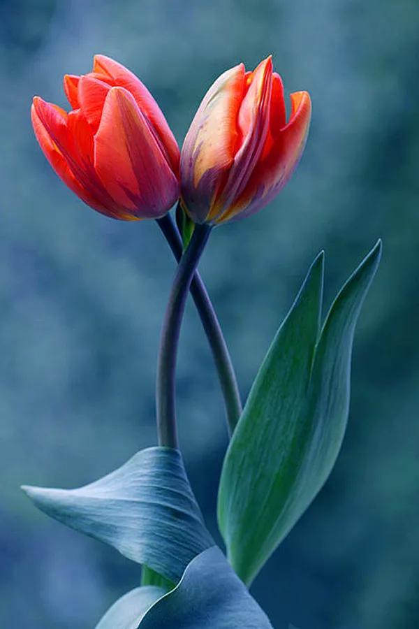 最新郁金香,小巷深處的芬芳馥郁之美