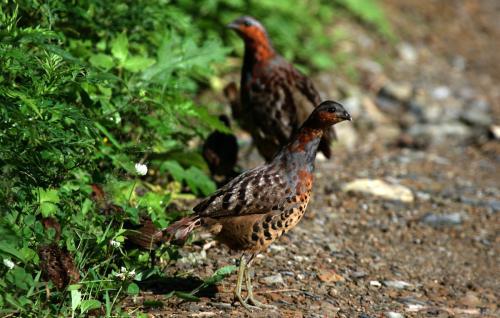 最新竹雞套,傳統與創新的完美融合