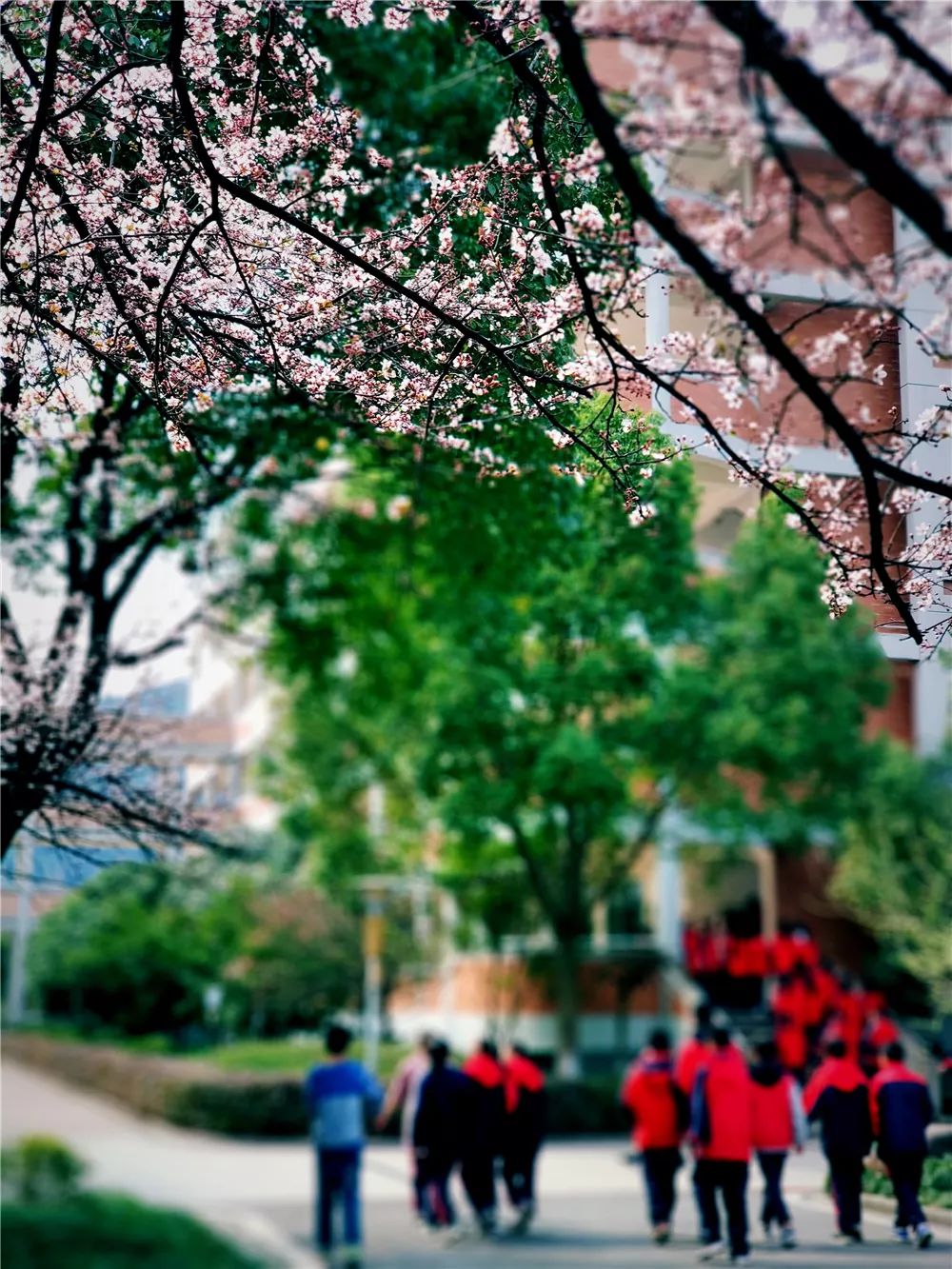 校園風采新照，展現青春風采的照片集錦