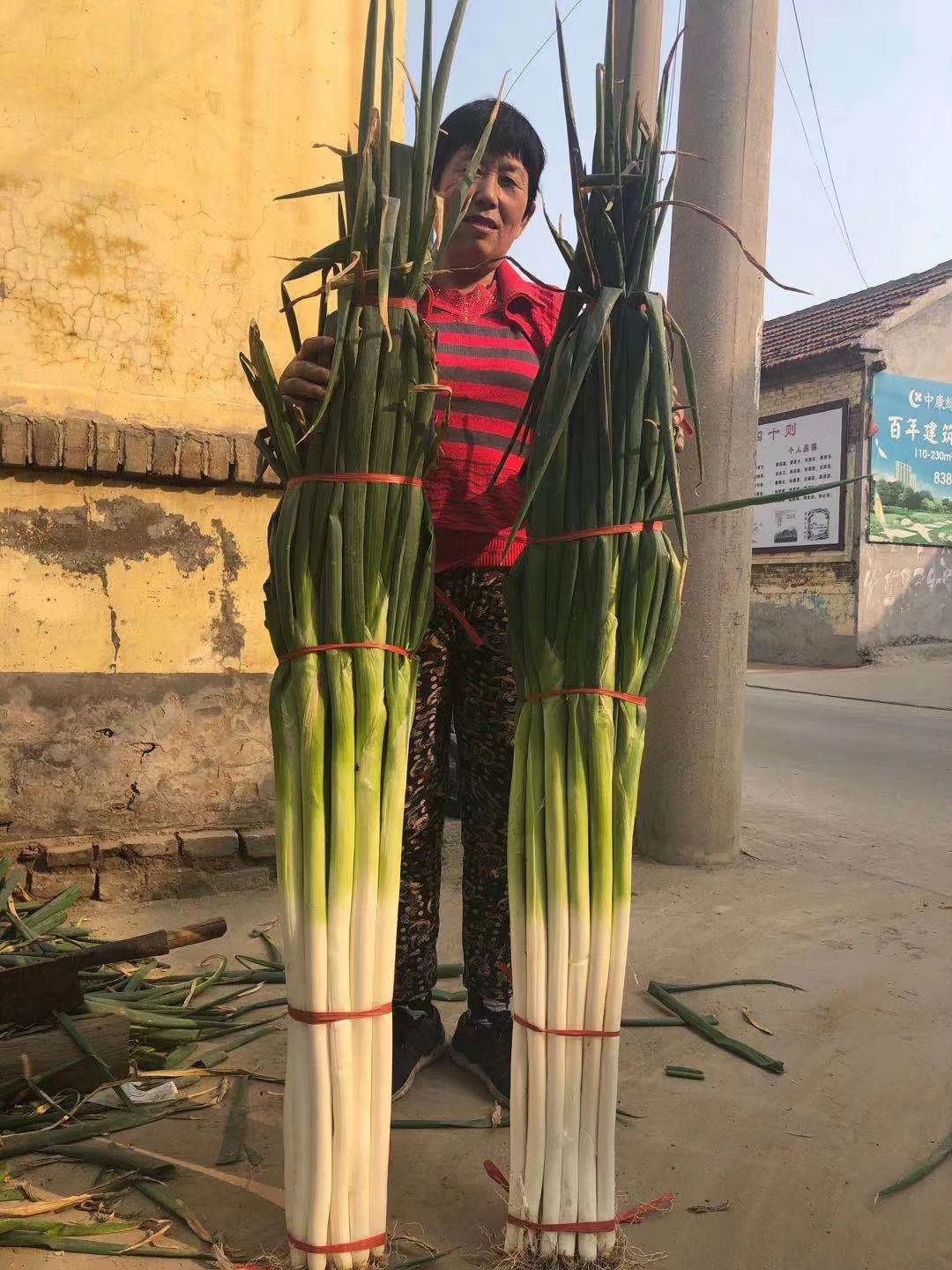 保定大蔥近期價格走勢,機遇與挑戰中的勵志力量