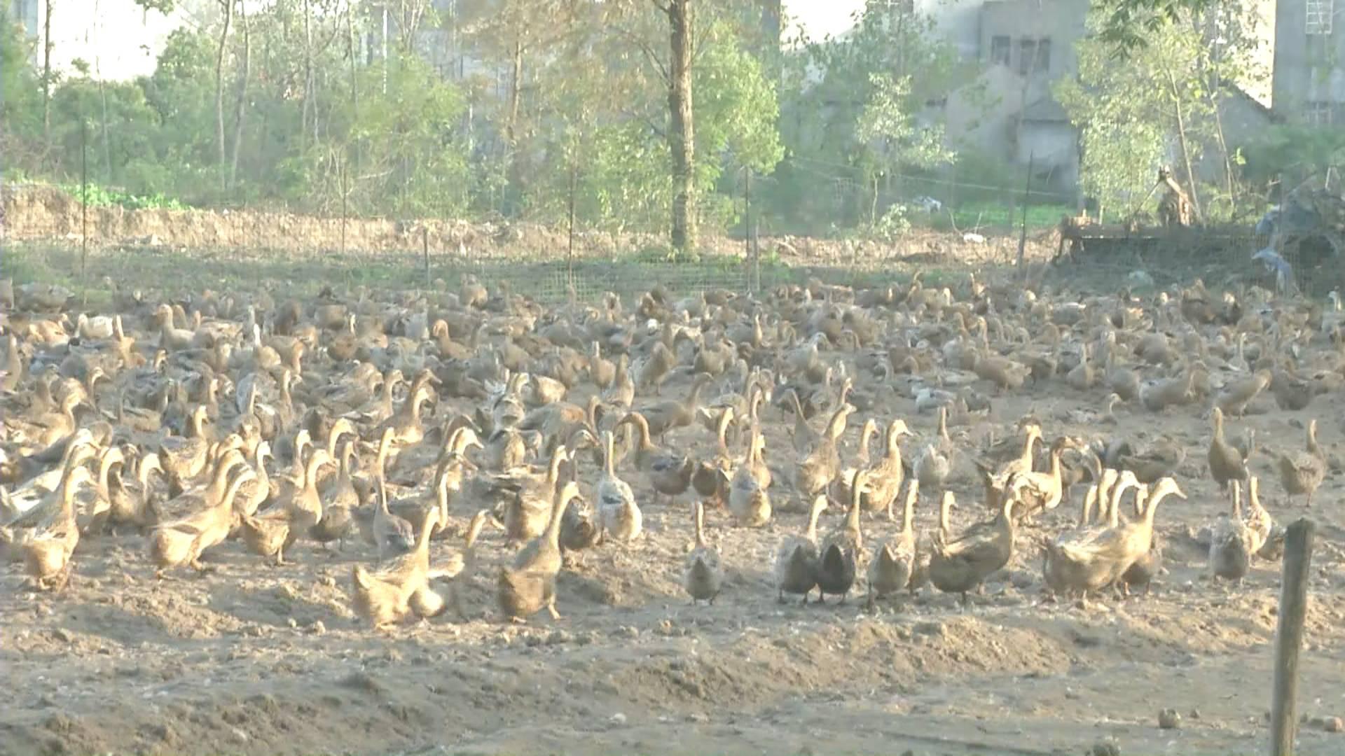 鴨蛋行情網,科技引領鴨蛋市場新時代