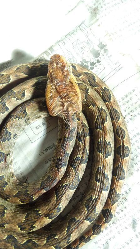 蛻變中的自信與成就,蛇的行情展望