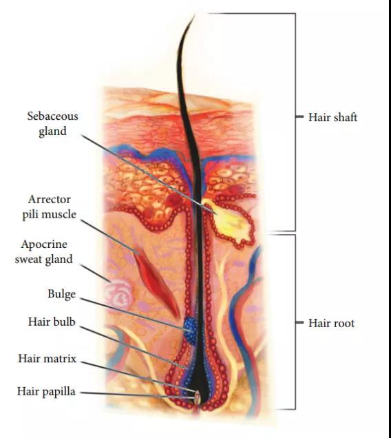 橫紋肌樣瘤最新治療技術，小巷深處的生命曙光