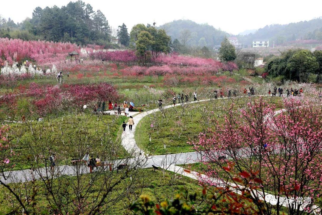 常德最新疫情動(dòng)態(tài)步驟指南,初學(xué)者與進(jìn)階用戶必讀