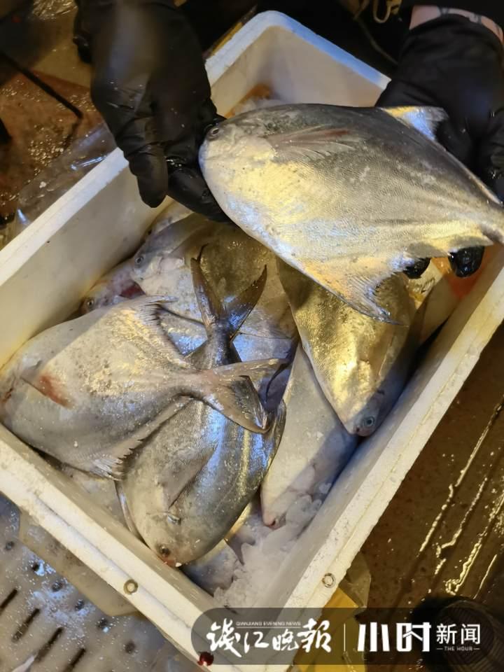 帶魚行情,一場海鮮盛宴的溫馨之旅