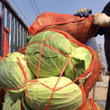 湖北包菜價(jià)格動態(tài),湖北包菜價(jià)格動態(tài),一場尋找內(nèi)心平靜的綠色之旅