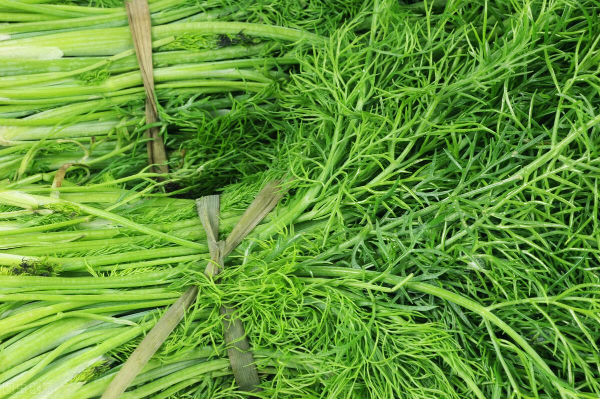 茴香價(jià)格動態(tài),香氣變化與你的關(guān)聯(lián)