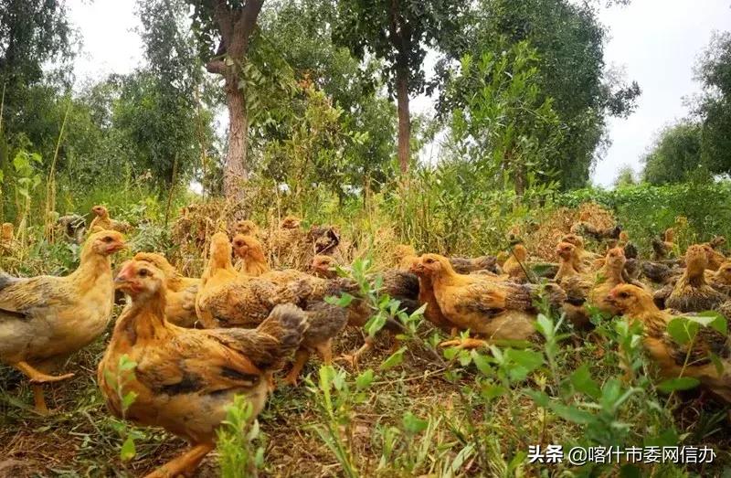 新疆喀什上市公司,學(xué)習(xí)、變革與自信的成長(zhǎng)之旅