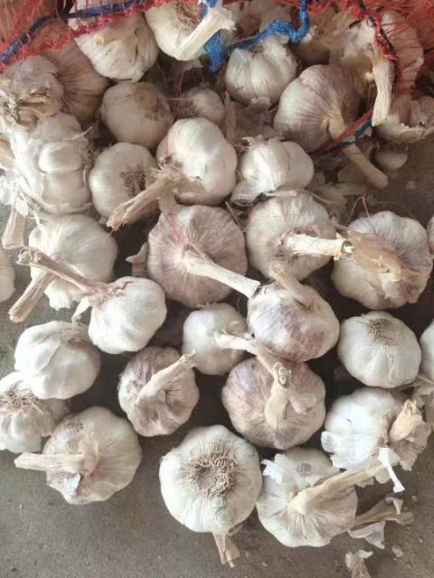 科技引領未來,洞悉大蒜市場新動向與最新價格預測