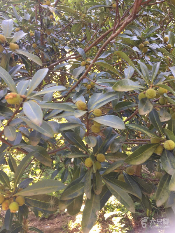 橫河大山搬遷最新動態,力量重塑與未來希望