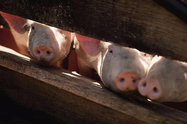 全國生豬市場價格動態,變化中的機遇與挑戰的旅程