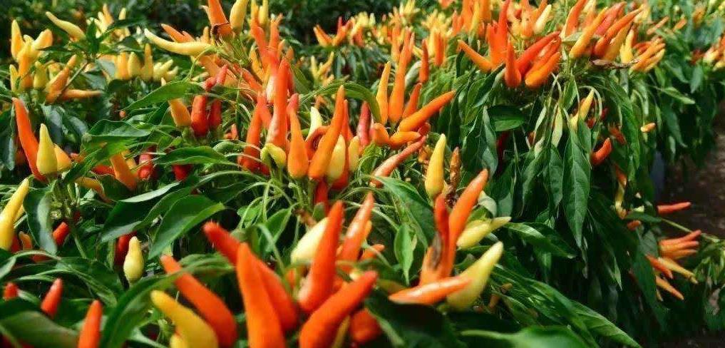 辣椒干市場走勢與行業深度分析,行情概覽與產業洞察