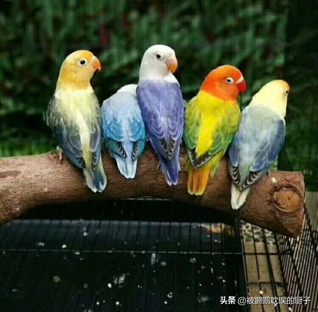 牡丹鸚鵡最新報價,市場走勢分析與選購指南