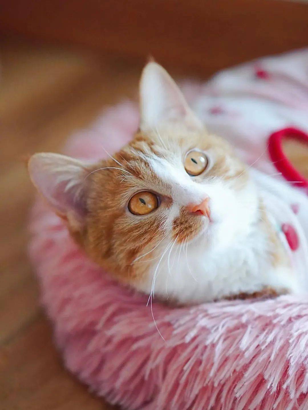 貓咪資訊速遞,探索貓咪的自信成長與優雅步伐