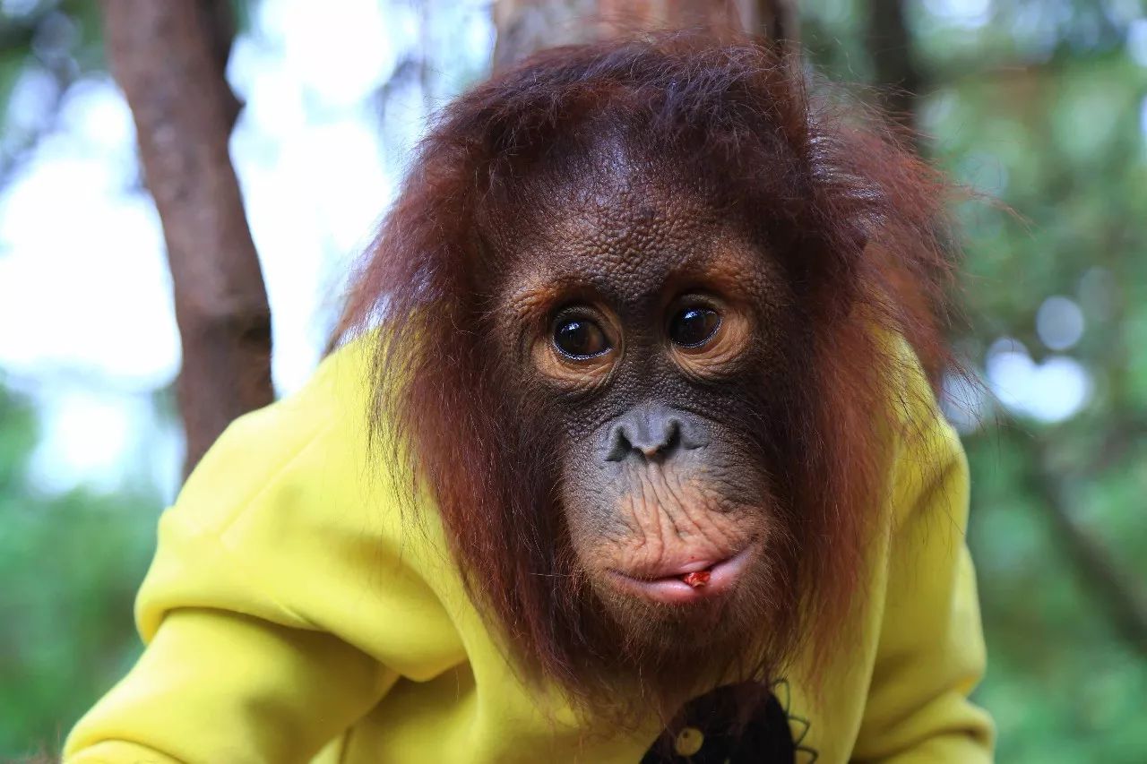 科技重塑人與自然和諧交響,動物大明星的交響樂章