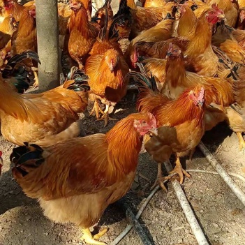 閹雞最新行情,巷弄深處的風(fēng)味秘境探索