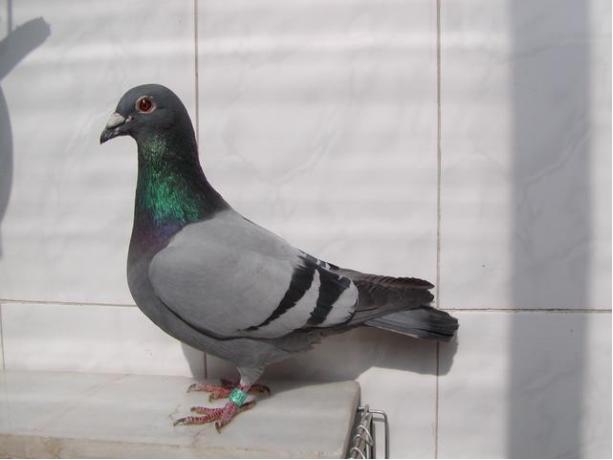 賽鴿定向新進展揭秘,小巷中的神秘寶藏探索