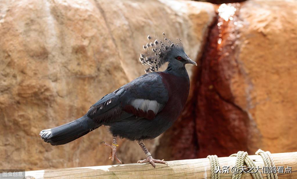 賽鴿定向新進展揭秘,小巷中的神秘寶藏探索