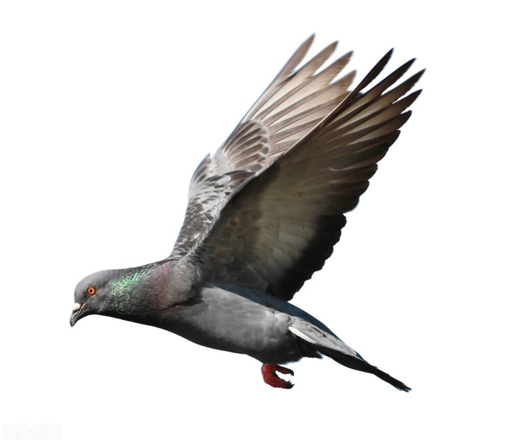 賽鴿定向新進展揭秘,小巷中的神秘寶藏探索