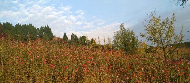 城中園林新通知發布,啟程探索自然美景,尋找內心平靜之旅