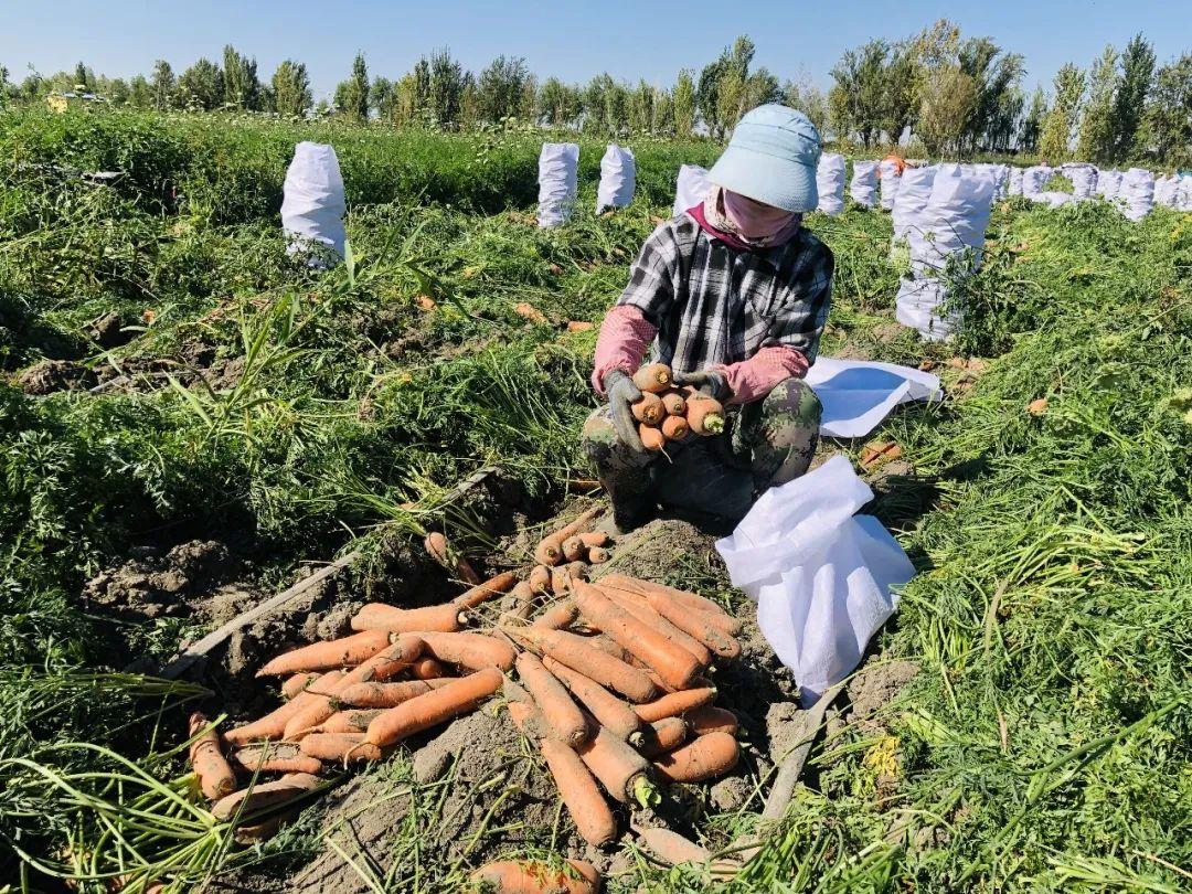 胡蘿卜最新市場價格概覽,最新市場價格指南