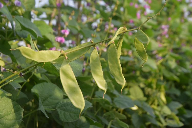 豆子行情,綠色之旅中的內(nèi)心平靜探尋