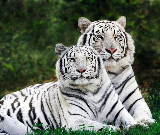 四虎官網的溫馨日常風采展示