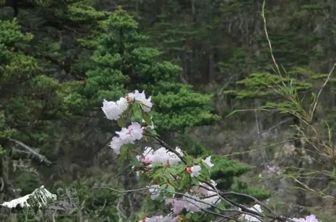 雨崩最新美景圖,探索與欣賞的詳細步驟指南,美不勝收!