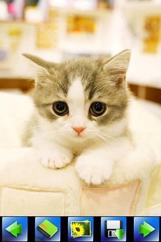 探索特色小店,最新貓咪應用下載,小巷隱藏寶藏的奇妙之旅