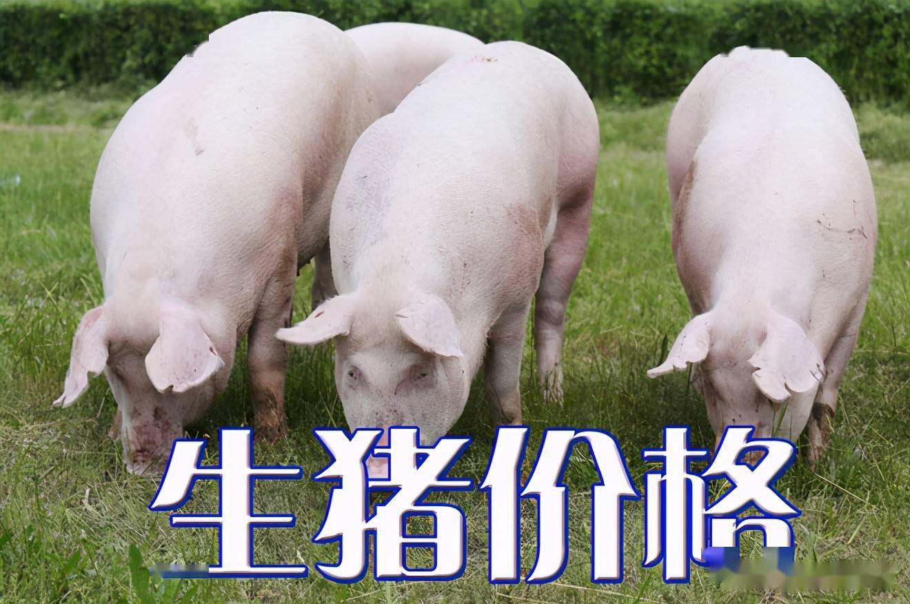 濰坊今日生豬價格探索,一場綠色之旅尋找內心平靜
