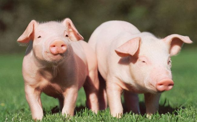 濰坊今日生豬價(jià)格探索,一場(chǎng)綠色之旅尋找內(nèi)心平靜