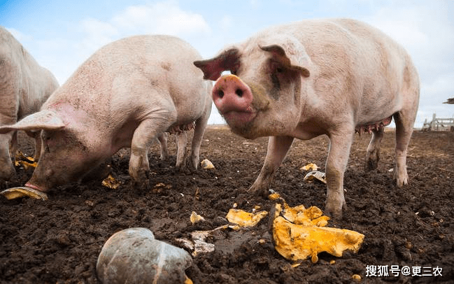 濰坊今日生豬價(jià)格探索,一場(chǎng)綠色之旅尋找內(nèi)心平靜
