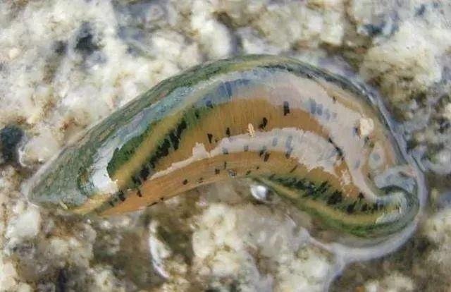 石斑魚孵化技術革新詳解,從入門到精通的孵化指南