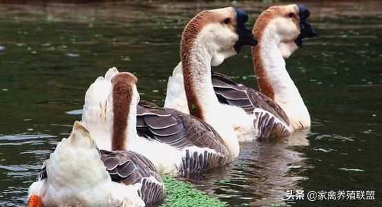 今年養鵝市場繁榮,鵝群帶來溫馨與喜悅的喜悅氛圍