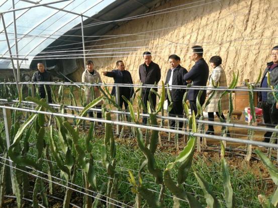 今年養鵝市場繁榮,鵝群帶來溫馨與喜悅的喜悅氛圍