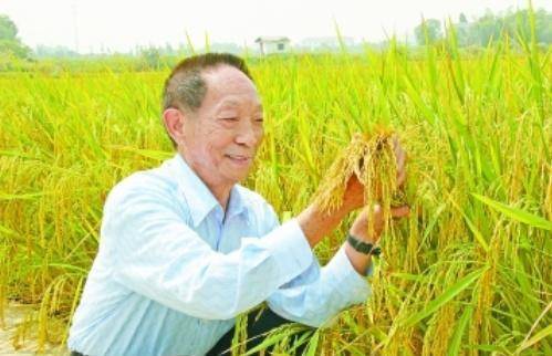 袁隆平最新科研進展揭秘,突破性進展引人矚目