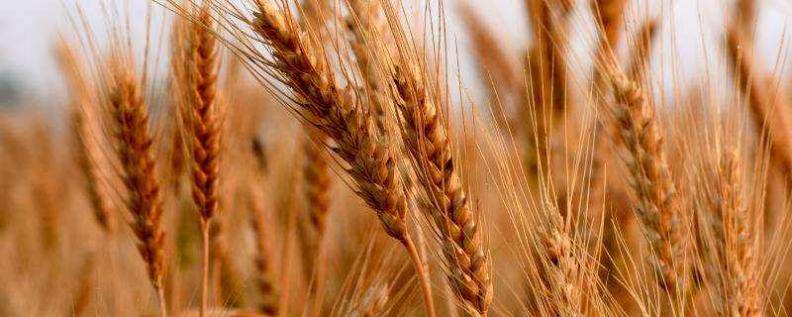 克明面業(yè)上市,學(xué)習(xí)、變革與面條夢想之路