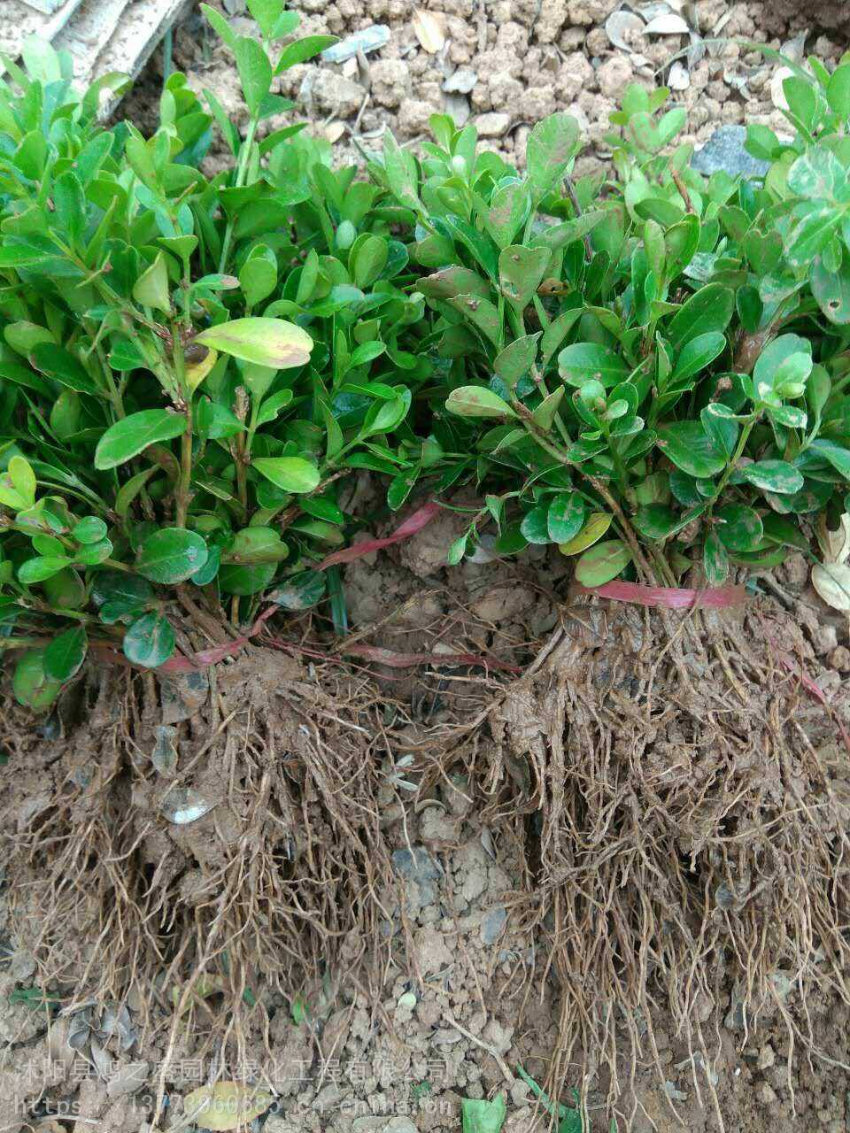 黃楊小苗價格探尋之旅,自然美景的邂逅與發(fā)現(xiàn)