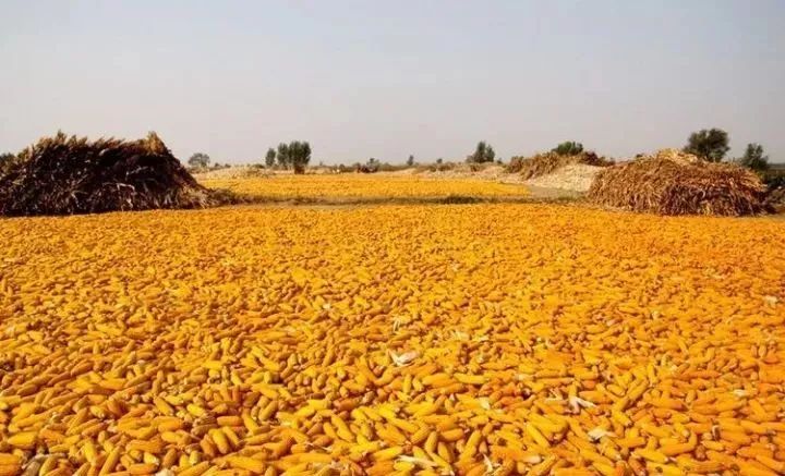 黑龍江省玉米補(bǔ)貼最新動(dòng)態(tài),變化帶來的自信與成就感展望