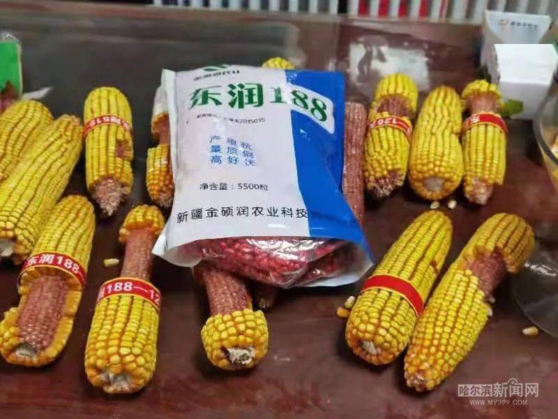 黑龍江省玉米補(bǔ)貼最新動(dòng)態(tài),變化帶來的自信與成就感展望