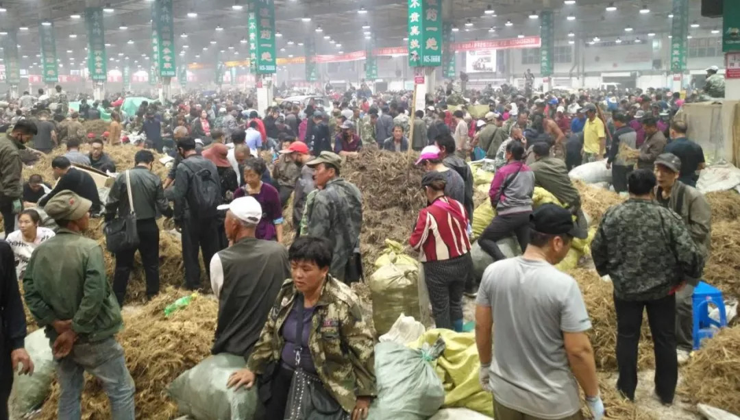 萬良人參市場最新動態揭秘,日常奇遇與溫情紐帶